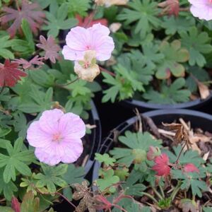 Geranium sanguineum var. striatum ---